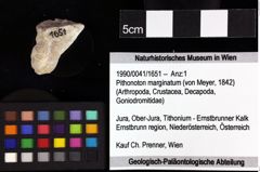 Foto (Objket + Etiketten) von Nodoprosopon sp. 